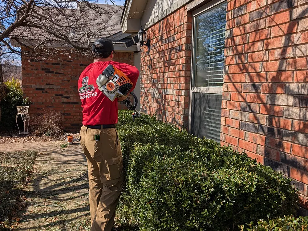 trimming hedges